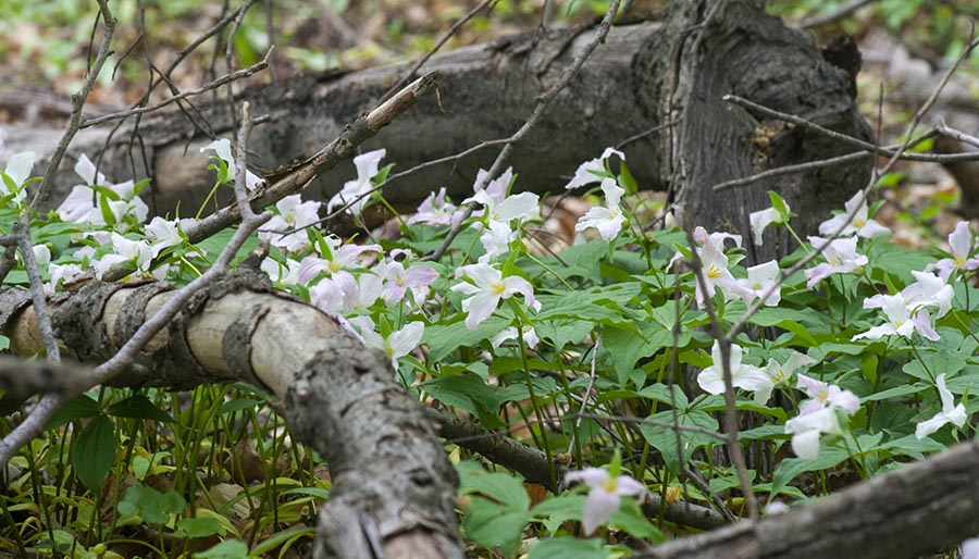 Pale Pink Trilliums